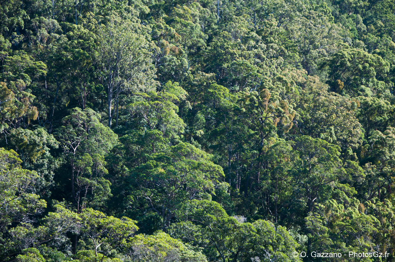 Forêt du Queensland / Australie